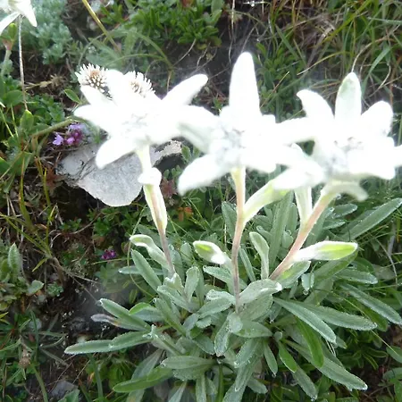 Barcelonnette Ubaye, Provence 公寓 Enchastrayes