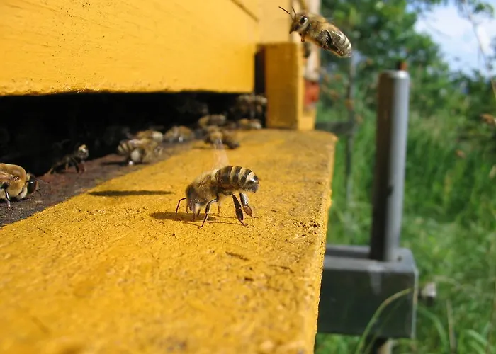 Barcelonnette Ubaye, Provence Enchastrayes